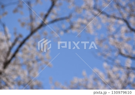 サクラのトンネルをぼかした背景素材 130979610