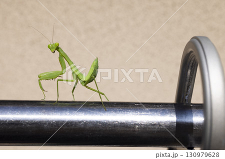 物干しの上を歩くカマキリ 130979628