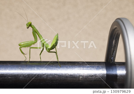 物干しの上を歩くカマキリ 130979629