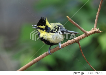 キホオカンムリガラ 130979795