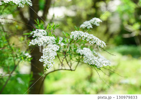 White blooming branch of Spiraea prunifolia in spring with fresh green foliage, small clustered flowers creating a natural soft floral composition. 130979833
