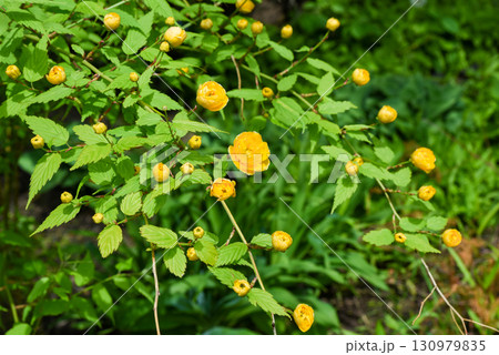 Branch of Kerria japonica with delicate yellow blossoms just beginning to bloom, close-up of spring flowers on a fresh green background. 130979835