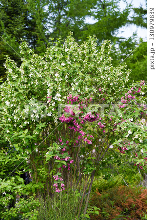 Blooming Weigela florida shrub with white and pink flowers surrounded by lush green foliage in a vibrant spring garden under natural sunlight Blooming Weigela florida shrub with white and pink flowers surrounded by lush green foliage in a vibrant spring garden under natural sunlight 130979839