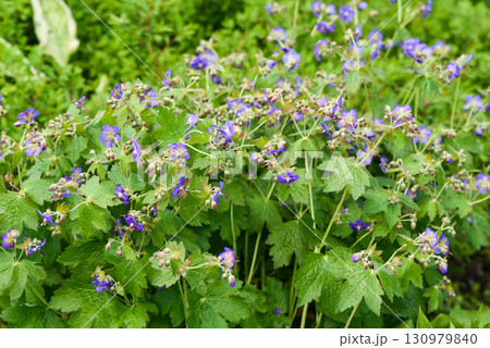 Geranium pratense cranesbill in Primorsky Krai with clusters of blue violet flowers and buds, creating a vivid display of wild summer flora. Geranium pratense cranesbill in Primorsky Krai with clusters of blue violet flowers and buds, creating a vivid display of wild summer flora. 130979840