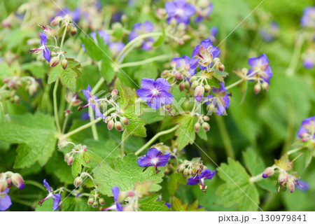 Wild Geranium pratense with delicate violet blue flowers blooming among green foliage in Primorsky Krai, showing the beauty of summer nature. 130979841