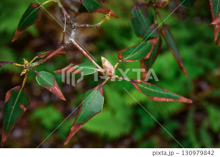 Close up of rhododendron catawbiense bud with leathery green leaves, showing signs of browning, natural detail of ericaceae plant in forest. 130979842