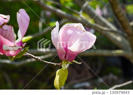 Close-up of a blooming pink saucer magnolia flower, symbolizing the arrival of spring with its soft petals and fresh seasonal beauty. 130979843