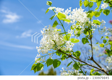Pure white lilac flowers clustered in spring bloom, delicate petals with lush green foliage, vibrant seasonal beauty in natural daylight. Pure white lilac flowers clustered in spring bloom, delicate petals with lush green foliage, vibrant seasonal beauty in natural daylight. 130979845