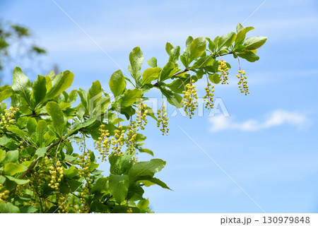 Branch of Amur barberry with yellow flowers set against a bright blue sky with scattered clouds. Spring plant in bloom with vibrant color contrast. 130979848