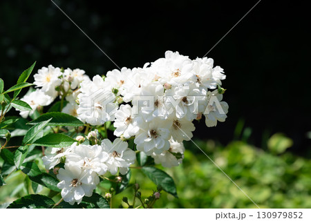 White climbing roses Rosa Guirlande dAmour in full bloom with lush clusters of delicate petals and fresh green foliage under natural sunlight White climbing roses Rosa Guirlande dAmour in full bloom with lush clusters of delicate petals and fresh green foliage under natural sunlight 130979852