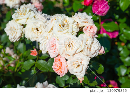 Wide shot of Carcassonne floribunda rose mass on clump, dense apricot blossoms and dark green glossy leaves under summer sun. Wide shot of Carcassonne floribunda rose mass on clump, dense apricot blossoms and dark green glossy leaves under summer sun. 130979856