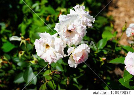 Beautiful Charles Aznavour roses in gentle pink and white tones, blooming together in lush garden, delicate petals shining in summer sunlight. Beautiful Charles Aznavour roses in gentle pink and white tones, blooming together in lush garden, delicate petals shining in summer sunlight. 130979857