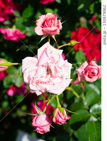 Tall stem light pink rose New Dawn rising above foliage, elegant single bloom framed by buds, vivid summer garden mood. Tall stem light pink rose New Dawn rising above foliage, elegant single bloom framed by buds, vivid summer garden mood. 130979862
