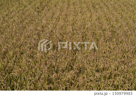 東川米の水田 東川米の水田 130979983