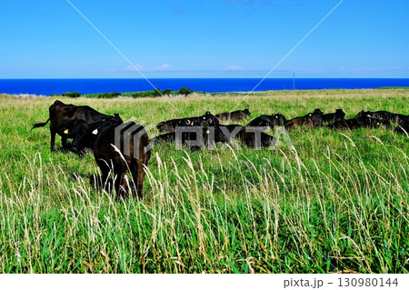 宗谷岬牧場の風景 130980144