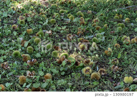 秋の味覚栗拾い 130980197