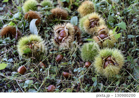 秋の味覚栗拾い 秋の味覚栗拾い 130980200