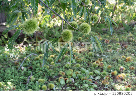 秋の味覚栗拾い 130980203