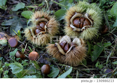 秋の味覚栗拾い 130980213