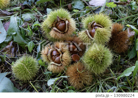 秋の味覚栗拾い 130980224