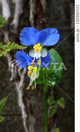 双子のツユクサ 双子のツユクサ 130980422