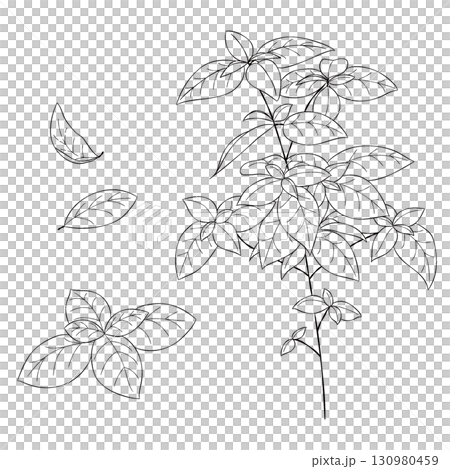 Vector line drawing illustration of the Western herb "basil" Vector line drawing illustration of the Western herb "basil" 130980459
