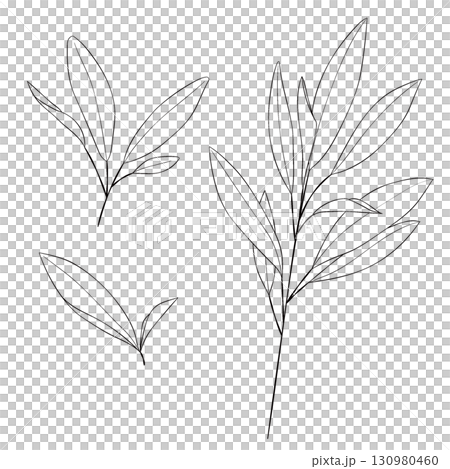 Vector line drawing illustration of the Western herb "sage" 130980460