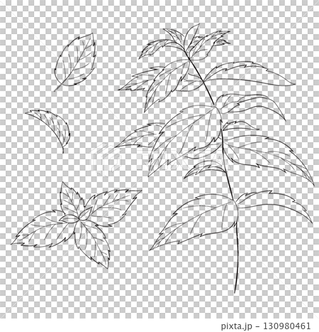 Vector line drawing illustration of the Western herb "peppermint" 130980461
