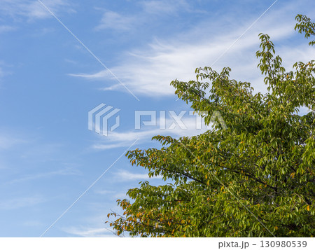 葉が色付き始めた桜の木と秋の青空 葉が色付き始めた桜の木と秋の青空 130980539