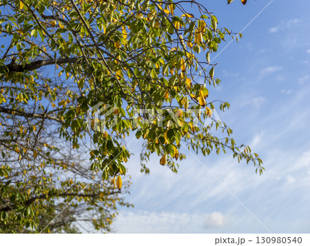 葉が色付き始めた桜の木と秋の青空 葉が色付き始めた桜の木と秋の青空 130980540