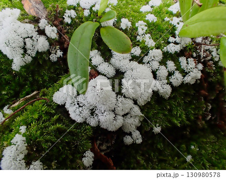 原生粘菌タマツノホコリの発生 130980578