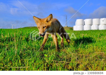 宗谷丘陵とキタキツネ 130980694