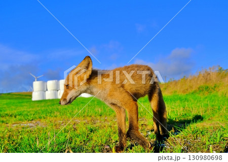 宗谷丘陵とキタキツネ 130980698
