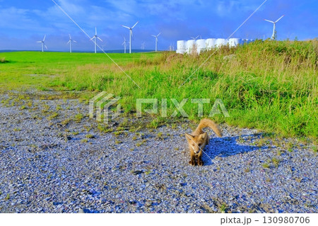 宗谷丘陵とキタキツネ 130980706