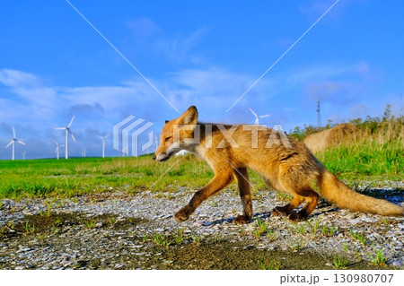 宗谷丘陵とキタキツネ 130980707