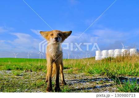 宗谷丘陵とキタキツネ 宗谷丘陵とキタキツネ 130980713