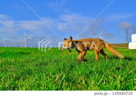 宗谷丘陵とキタキツネ 130980720
