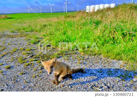 宗谷丘陵とキタキツネ 宗谷丘陵とキタキツネ 130980721