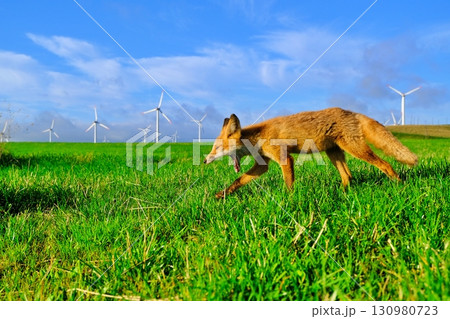 宗谷丘陵とキタキツネ 130980723