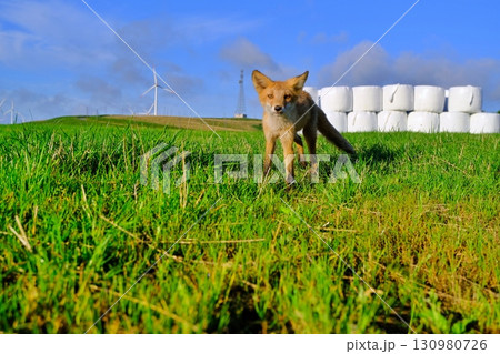 宗谷丘陵とキタキツネ 宗谷丘陵とキタキツネ 130980726