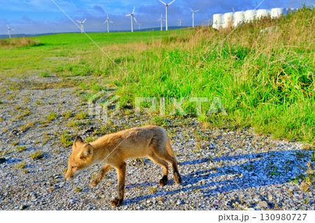 宗谷丘陵とキタキツネ 130980727