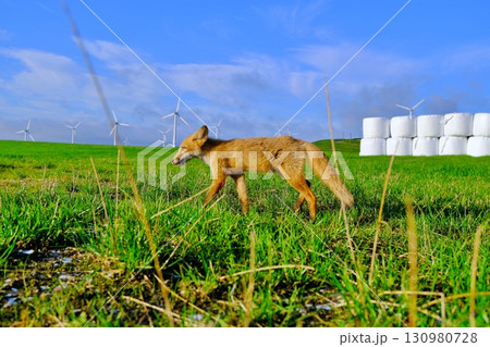 宗谷丘陵とキタキツネ 130980728