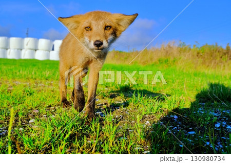 宗谷丘陵と野生のキタキツネ 宗谷丘陵と野生のキタキツネ 130980734
