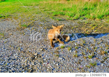 野生のキタキツネ 野生のキタキツネ 130980778