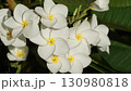 リゾートの花、プルメリア 130980818