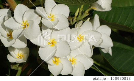 リゾートの花、プルメリア リゾートの花、プルメリア 130980818