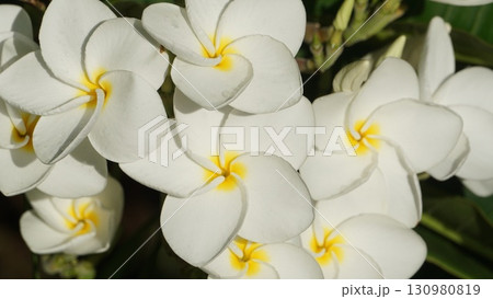 南国リゾートの気分 プルメリア 南国リゾートの気分 プルメリア 130980819