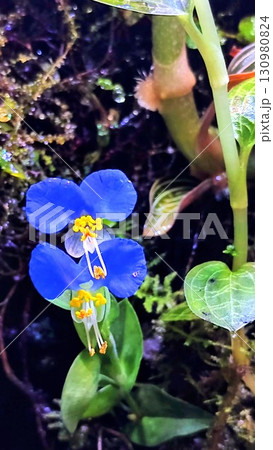 ツユクサ 130980824