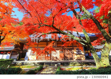 【滋賀県】晴天の永源寺の紅葉 130980941
