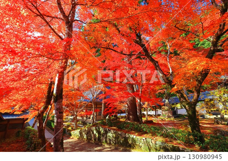 【滋賀県】晴天の永源寺の紅葉 130980945